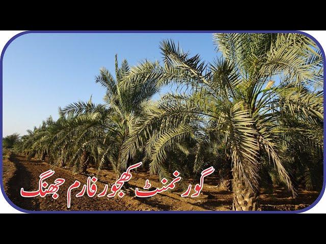 A Visit To Government Dates Farm Gojra Road Jhang | Meekal Vlogs