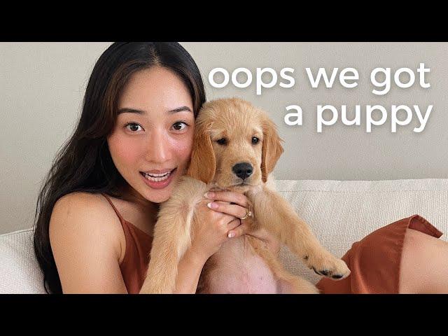 first days with my 8 week old golden retriever puppy | VLOG