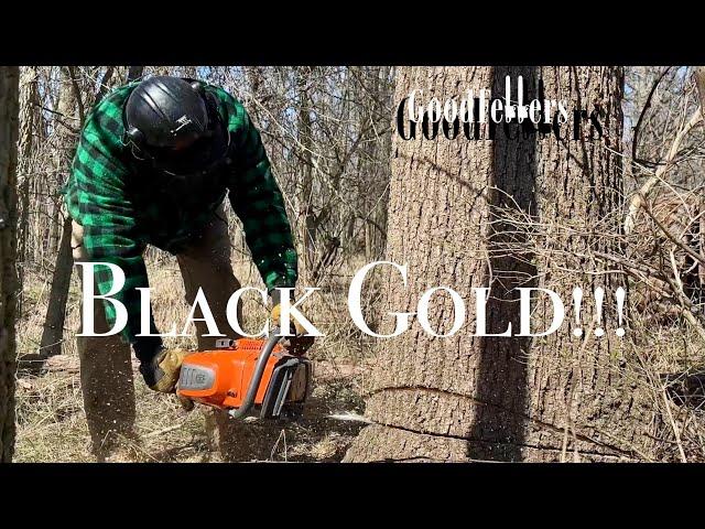 Black Gold in them Woods!!!