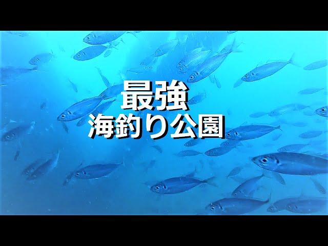 すごい魚に釣果！日本最強の海釣り公園　冬に驚きの水中映像！