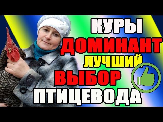 Куры ДОМИНАНТ - лучший выбор птицевода. Вся правда о доминантах.