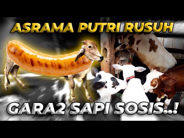 ASRAMA PUTRI MAKIN PENUH..! APALAGI DI TAMBAH SAPI "SOSIS" MAKIN RUSUH DAHHH..!!