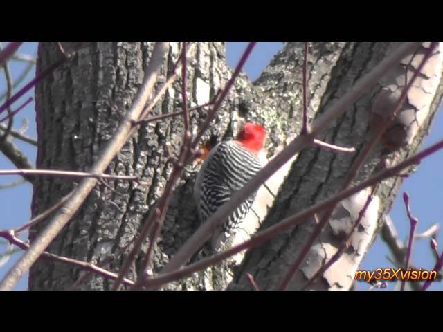 Red-bellied Woodpecker building Nest and Calling ~ Fix "yt:stretch=16:9"