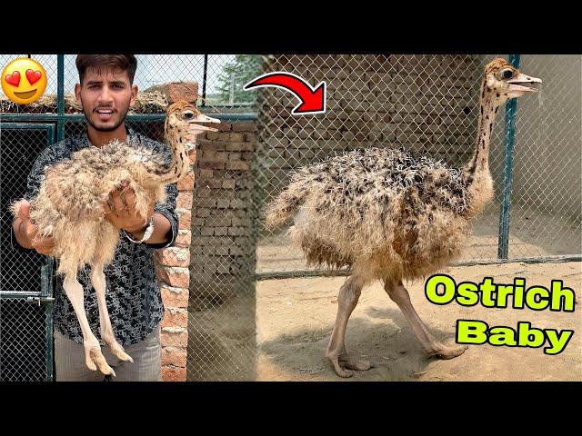 Big Surprise My Dream Animal Ostrich Baby Aa Gya