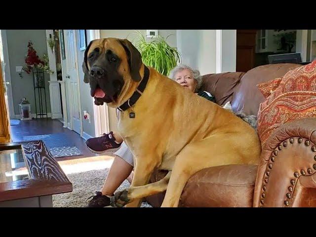 This English Mastiff Dog Is Funnier Than You Can Imagine