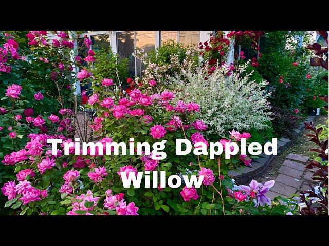 How to Trim Dappled Willow into a rounded lollipop shape (hakuro nishiki)