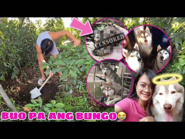 Digging Red’s Bones For Cremation! | BUO PARIN AFTER 5 YEARS! | Husky Pack TV