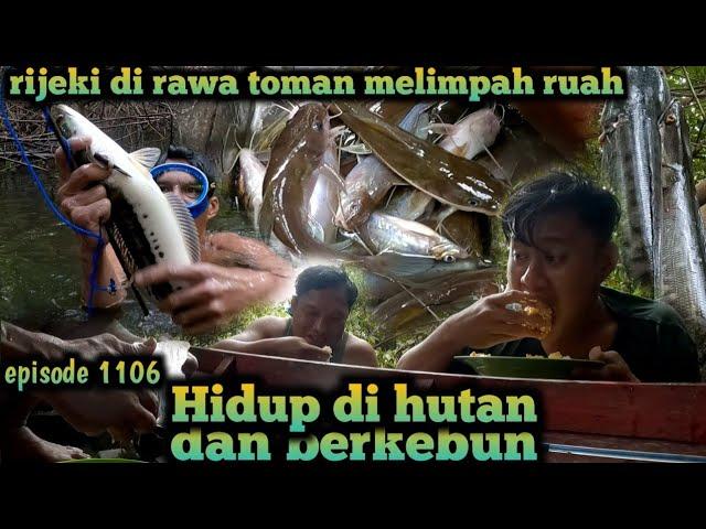 alhamdulillah rijeki di rawa toman melimpah ruah warta petani muda hidup di hutan