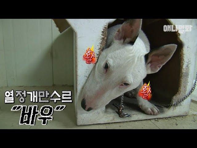 Bull Terrier Dog Has More Passion Than U-KNOW YUNHO of TVXQ