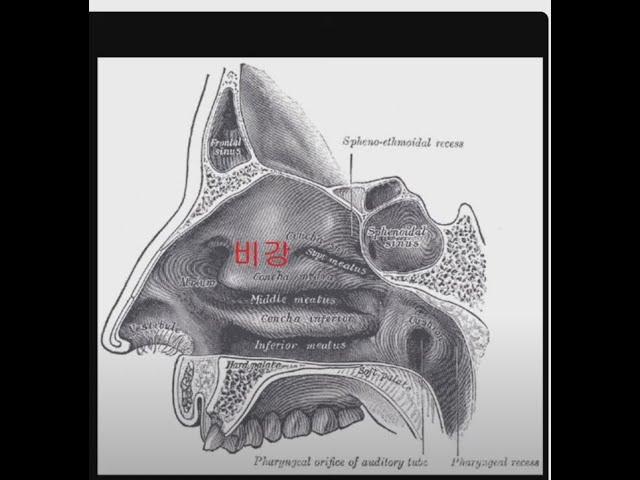 발성습관 07 두 눈 사이 작은 구멍으로 소리를 통과시켜 비강공명을 강화하는 습관