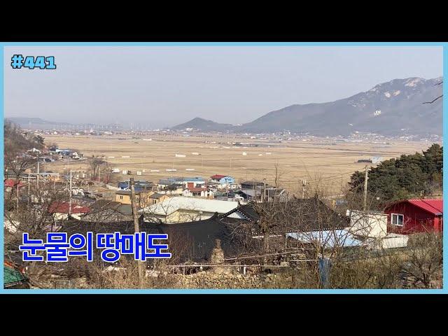 #441 [눈물의 매도] 809 ㎡(245평), 오상리, 지목 대지, 계획관리지역, 가설건축물, 농막, 전용비없슴, 평야조망, 교동대교조망