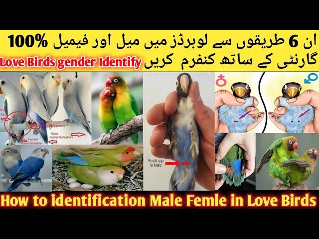 How to Identify Male Female In Love Birds l How To Difference Male And Female In Love Birds 2023