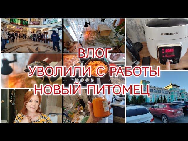 МЕНЯ УВОЛИЛИ / ЧТО ПЛАНИРУЮ ДЕЛАТЬ ДАЛЬШЕ / НОВЫЙ ПИТОМЕЦ / ГОТОВКА /5 июня 2024 г.