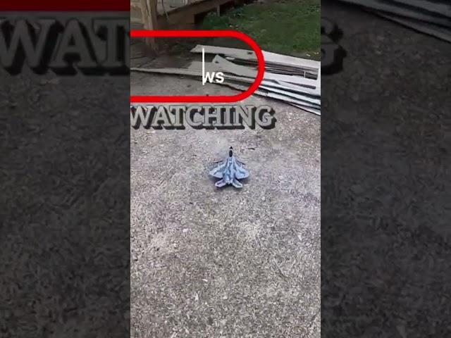 F-22 RC airplane ground landing  #darerchobbyreviews