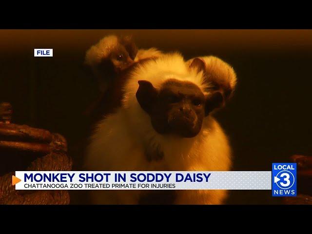 UPDATE: Monkey shot by Soddy-Daisy woman after attacking her; animal later euthanized