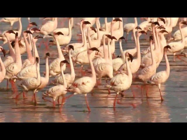 The Cinematic Orchestra: Arrival of the Birds