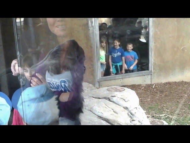 Silverback Gorilla Charges Fiercely Attacking Window at Omaha Zoo