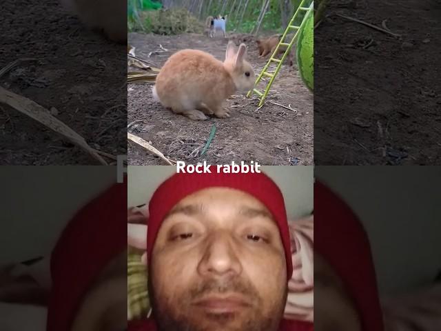 Rabbit #shorts #trending #youtubeshorts #viralvideo #subscribe #shortvideo #shortsfeed #yt shorts