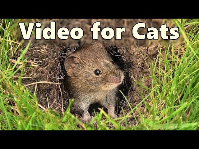 Videos for Cats to Watch ~ Mouse, Vole, Mole and Shrew Fun ⭐ 8 HOURS ⭐