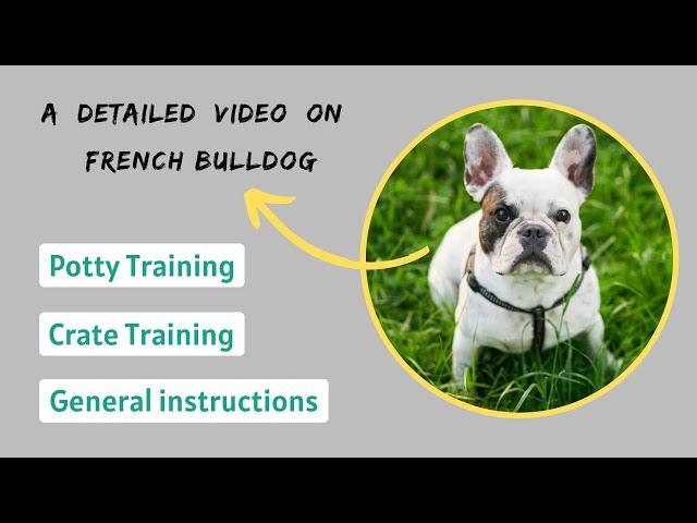 Training a French Bulldog - Potty Training & Crate Training