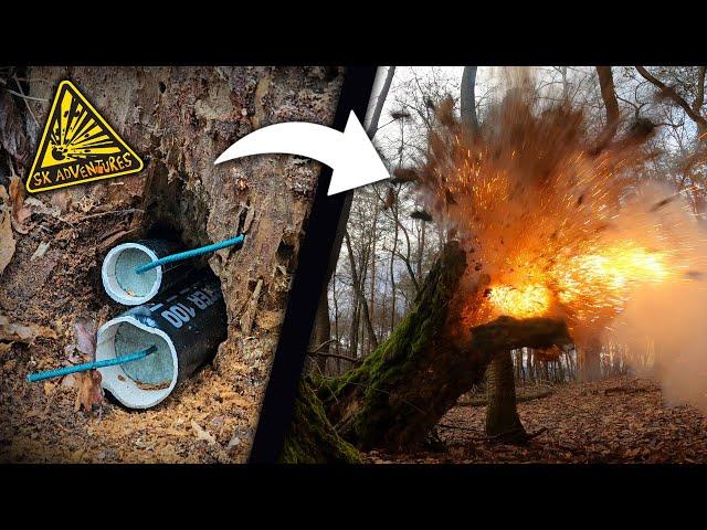 Detonating dry trees with firecrackers! (EXPERIMENT)  