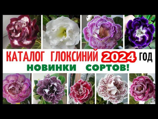 КАТАЛОГ  ГЛОКСИНИЙ   2024 год