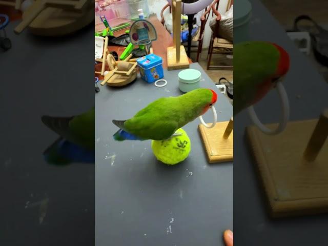 Bird Training : Smart lovebird Parrot , Smart Little Cute Parrot #training #smartparrot #cute