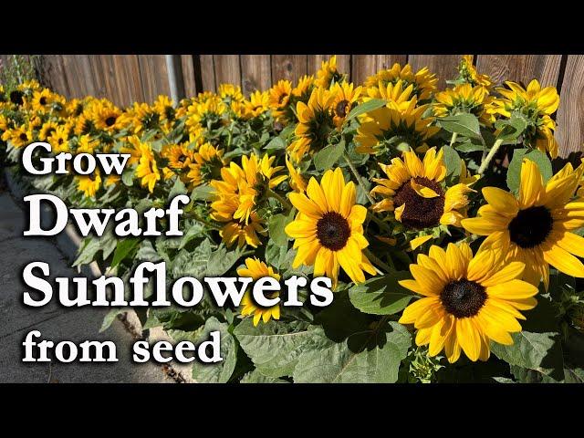 How to Grow Sunflowers from Seed | An Easy Planting Guide