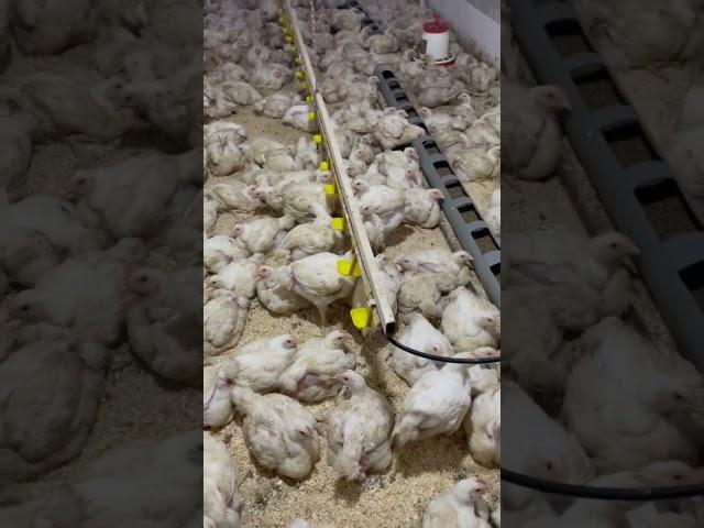 Работа 24/7/365 #деревня #chiken #broiler #russianvillage #каквыраститьбройлера