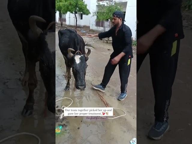 cow anable to stand  #viral #ditchdairy #page #shorts #feedshorts #helping #trending