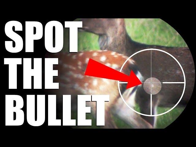 The perfect shot - slow-mo chest shot on a deer - RWS Evolution