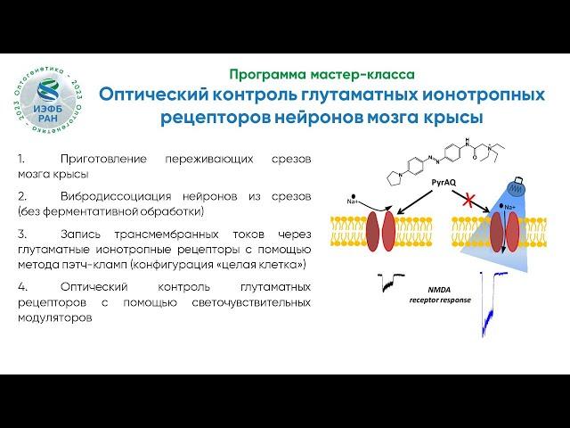 Мастер-класс "Оптический контроль глутаматных ионотропных рецепторов нейронов мозга крысы"