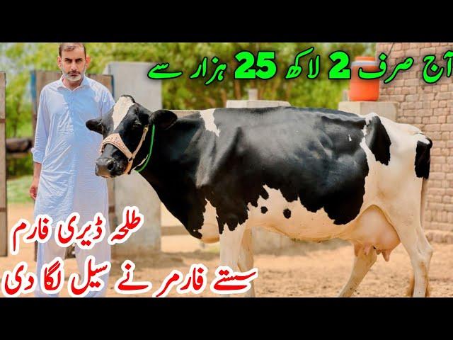 Punjab Best Cows ever | Top class Australian Friesian cross cows | Jani Best