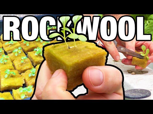 How to Start Seeds in RockWool