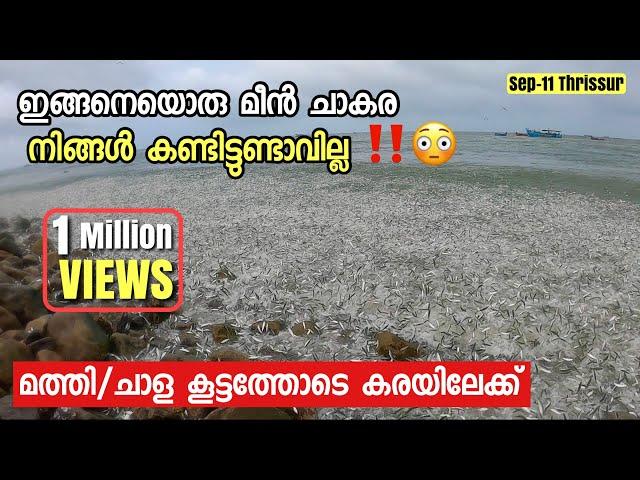 Fish Chakara | Chala Chakara| ചാള കൂട്ടത്തോടെ കരയിലേക്ക് വരുന്നു.