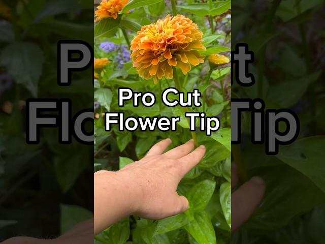 Cut flower garden tip for gorgeous summer bouquets this season  #gardening