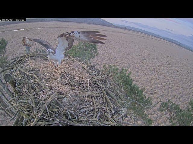 The moment White YW arrives back 24 March 2024 for his 10th summer at Foulshaw Moss Nature Reserve.