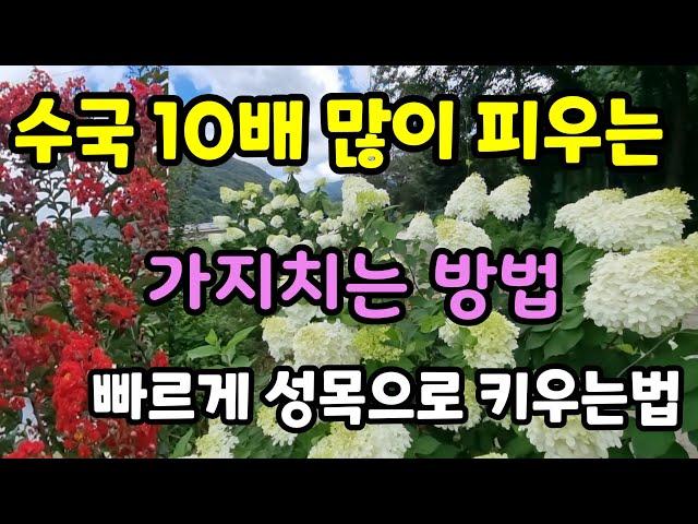 수국꽃 10배 더 피우는 가지치기 비료주는법 명품수국으로 빠르게 키우는법 여름꽃오래보는법 초보도키우기쉬운 정원수#garden #gardening #farming#시골#목수국가지치기