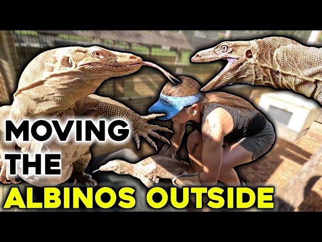 We Moved Our T-  Albino Monitor Lizards OUTSIDE!!