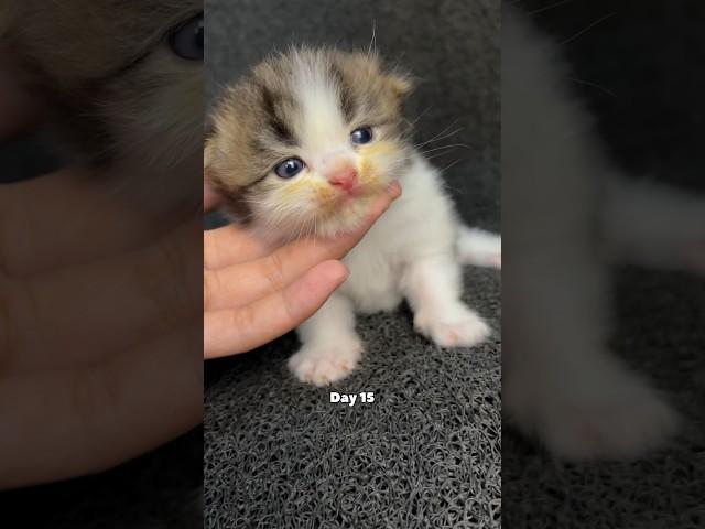 Kitten timelapse day 1 to 180 days Moy version #cat #funnycat #cutecat #cat #kitten #timelapse