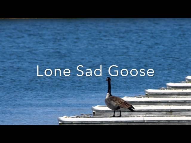 Lone Sad Goose