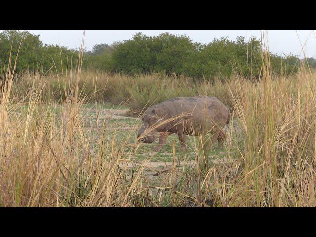 Hippo hunt on land! Best hunting in Africa Tanzania