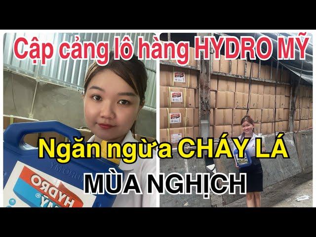 Cập cảng Lô hàng HYDRO MỸ ngăn ngừa CHÁY LÁ Mùa SẦU RIÊNG Nghịch Vụ