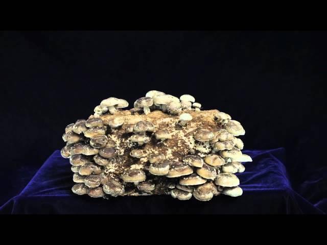 Five day time-lapse of Fungi Perfecti's Certified Organic Shiitake mushroom kit