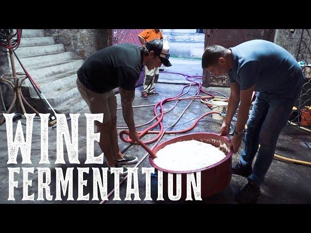 Fermenting Wine In Croatia.  Learning All About The Fermentation Process