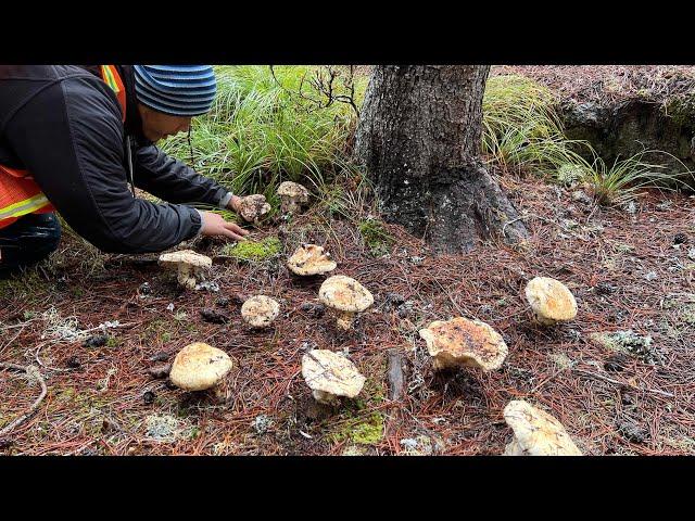 Pine Mushroom Foraging Washington State * Matsutake Mushrooms *