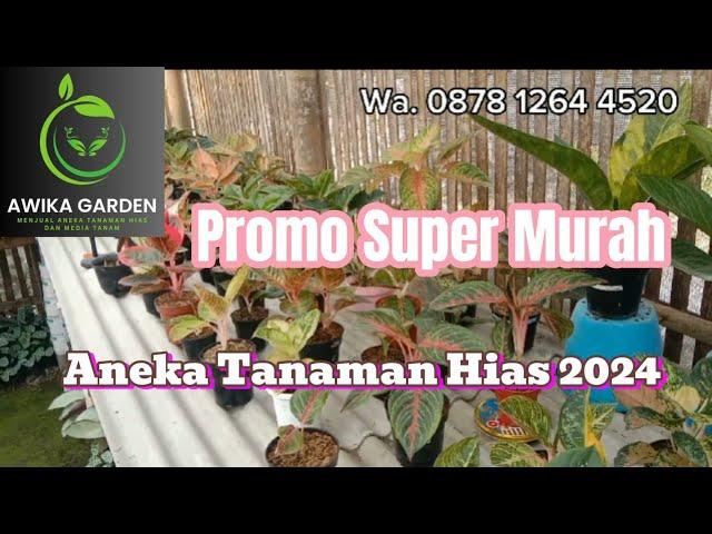 Promo Super Murah Aneka Tanaman Hias 2024 dari Awika Garden Magelang