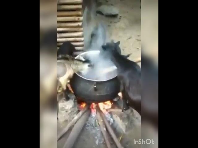 This Is So Unbelievable: Watch As Goats Feed From A Boiling Pot.