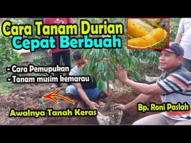 cara menanam durian supaya cepat berbuah, di lahan sulit