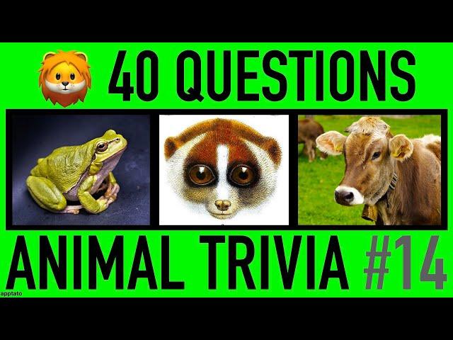 ANIMAL TRIVIA QUIZ #14 - 40 Animals Knowledge Trivia Questions and Answers | Pub Quiz